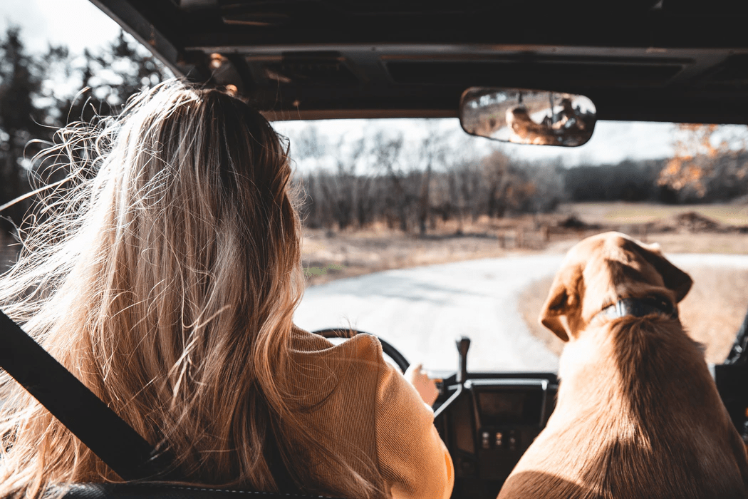 woman sitting on car seat beside brown dog